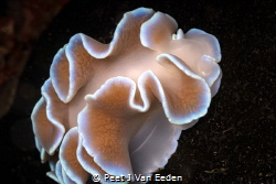 Frilled Nudibranch.
One of the more common nudibranchs o... by Peet J Van Eeden 
